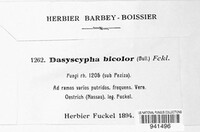 Dasyscypha bicolor image